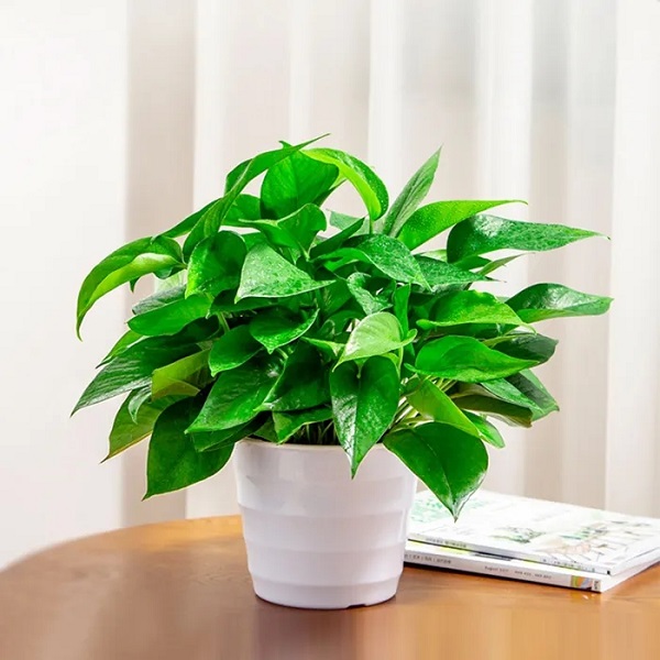 室内吸收甲醛净化空气最好的十大绿植是什么